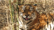 Like tigers, good news coverage too these days is a rare sight
